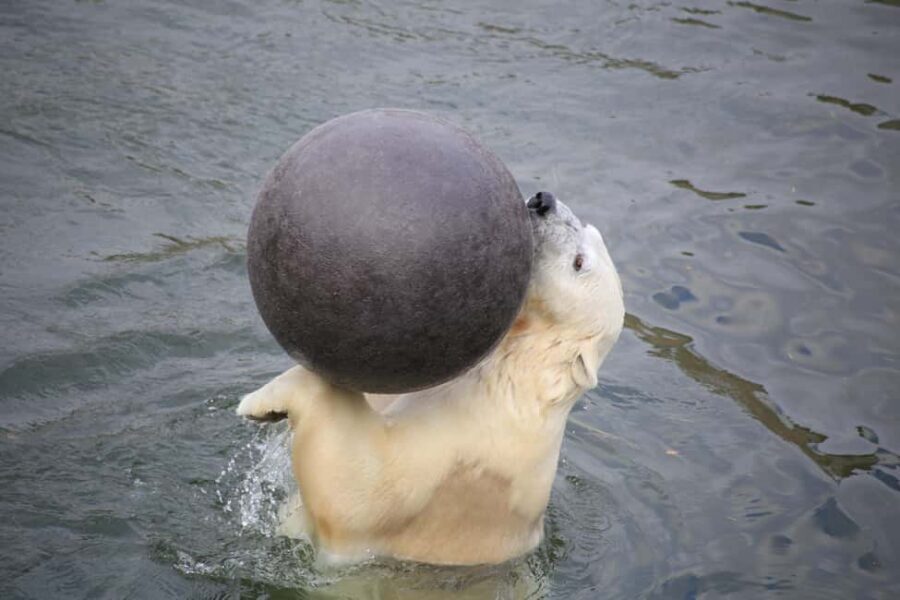 Rovaniemi: Ranua Zoo Wildlife Park Tour with hotel pickup - Entering Ranua Zoo: tickets, tips, and an easy first step