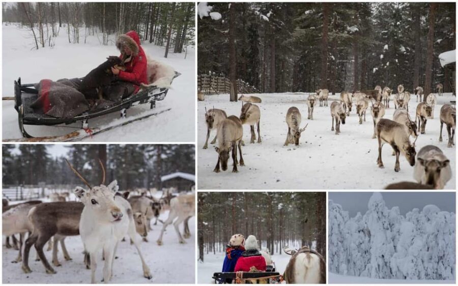 Rovaniemi: Reindeer Farm Visit and Sleigh Ride with transfer - The Reindeer Sled Ride: Fast, Exhilarating, and Short