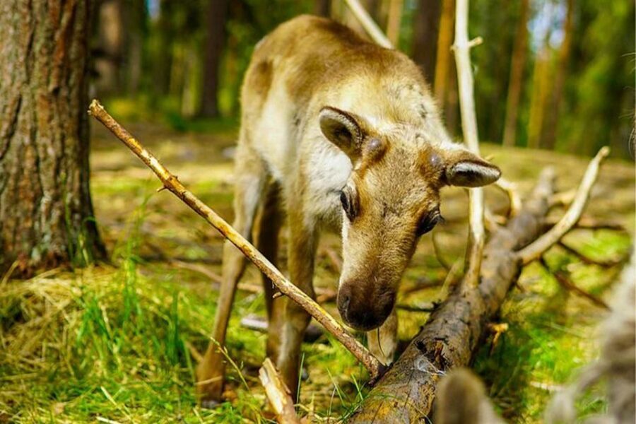 Rovaniemi: Reindeer Farm Visit in the Summer - Meeting NordicUnique Travels and Getting Set for the Farm
