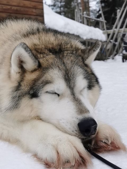 Rovaniemi: Reindeer, Huskies, Santa's Pets & Aurora Hunt - FAQ
