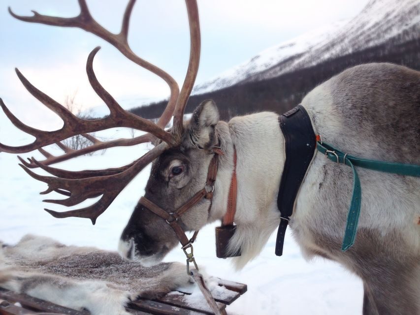 Rovaniemi: Reindeer Sleigh Ride with Hot Drink and Cookies - The 1.5km Frozen-Forest Sleigh Ride You Came For