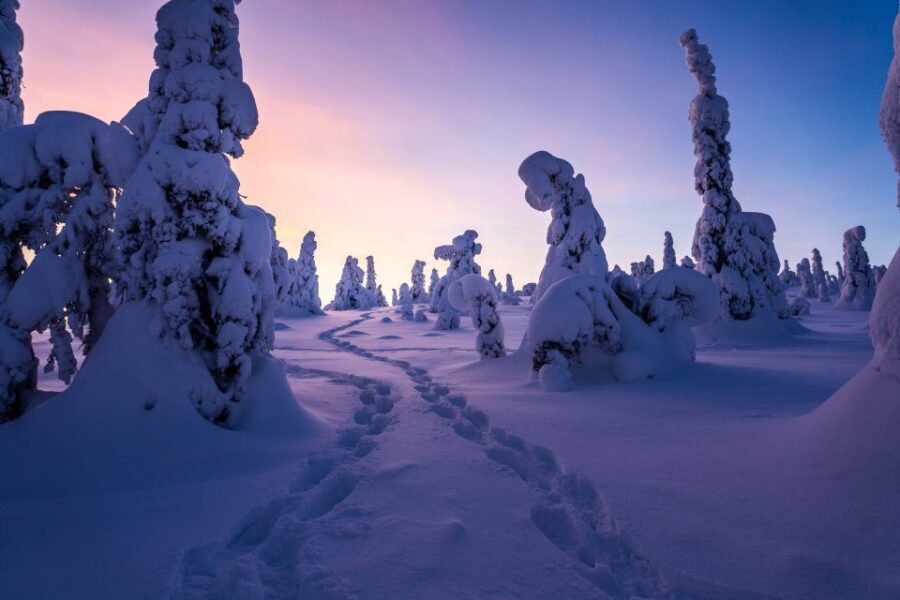 Rovaniemi: Riisitunturi National Park with Pro Photos & BBQ - Photo Stops That Actually Help You Get Better Pictures