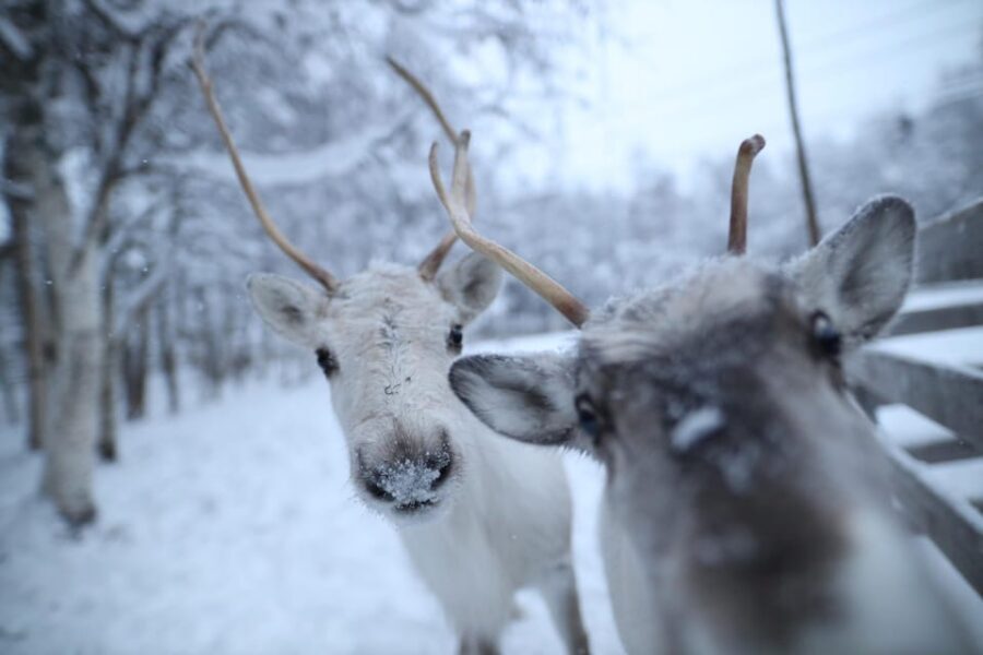 Rovaniemi: Santa Claus Village Tour Huskies & Reindeer ride - From Rovaniemi Pickup to Santa Claus Village: Easy Start, Real Lapland Pace