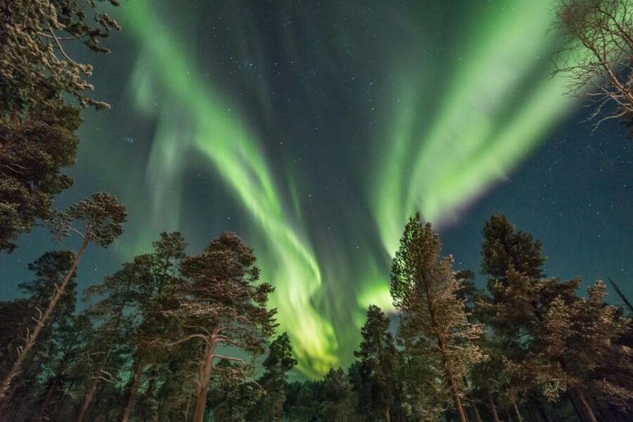 Rovaniemi: Snowy Forest Night Hike with Northern Lights - What the Forest Hike Feels Like Under Moonlit Snow