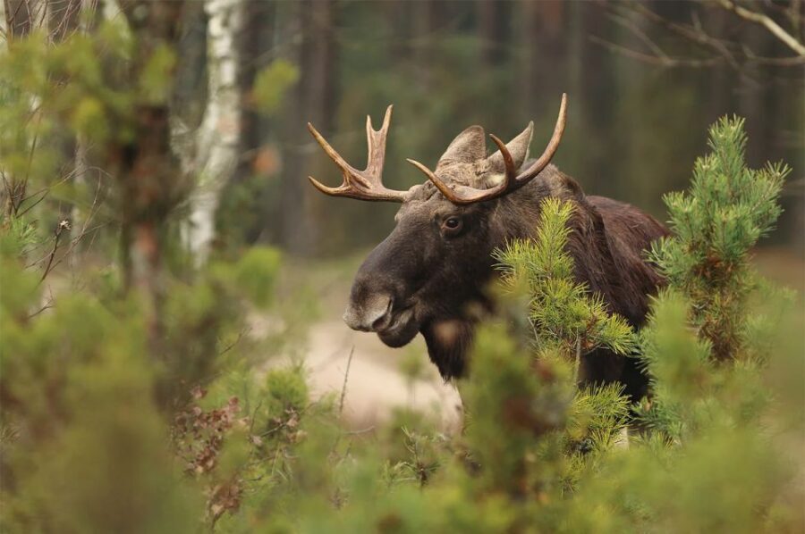 Rovaniemi: Wild Moose Safari - How Moose-Spotting Works: Timing, Noise, and Realistic Expectations