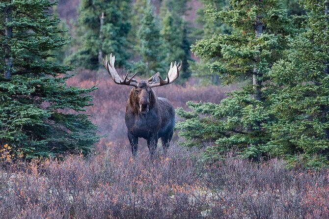 Small-Group Moose Wild Safari from Rovaniemi - Why moose are easiest to spot near sunset in Rovaniemi