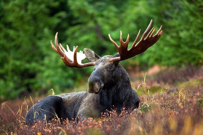 Small-Group Moose Wild Safari from Rovaniemi - Weather, wildlife odds, and how to set expectations