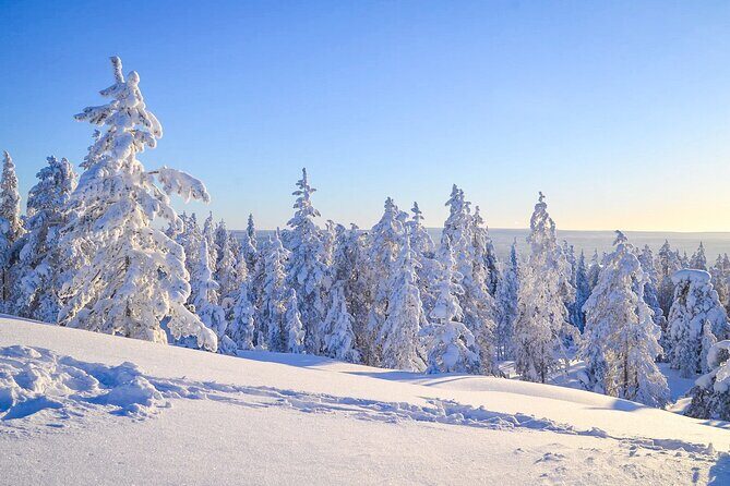 Wilderness Survival Tour - Winter - Fire-Making, Outdoor Cooking, and Campfire Snacks
