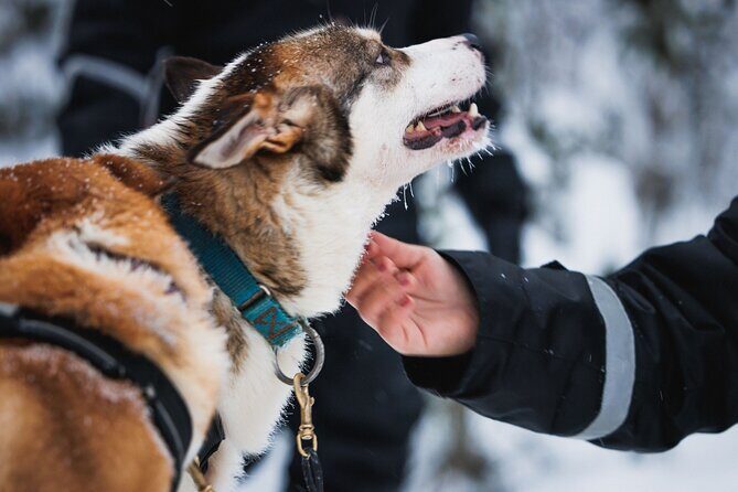 Winter highlights: Snowmobile, Arctic Animals And Santa<code>s Village – Key Highlights to Know Before You Go’ /></p>
<ul>
<li><strong>Thick winter gear included</strong>: coveralls, boots, socks, gloves, helmet, and balaclava make a big difference in Arctic cold.</li>
<li><strong>Animal rides that actually happen</strong>: short reindeer sleigh ride plus a husky sleigh ride, not just a quick look.</li>
<li><strong>Shared snowmobiles with optional solo driving</strong>: two adults per snowmobile is the default, with a supplement for single driving.</li>
<li><strong>One-hour snowmobiling on shared machines</strong>: enough time to feel the thrill without turning the day into one long ride.</li>
<li><strong>Santa Claus Village free time</strong>: step across the Arctic Circle, meet Santa, visit the post office, and shop.</li>
<li><strong>Kid-friendly options</strong>: a mini-track mini-snowmobile ride and sledge seating behind the guide.</li>
</ul>
<h2 id="arctic-circle-classics-why-this-winter-day-works-in-rovaniemi">Arctic Circle Classics: Why This Winter Day Works in Rovaniemi</h2>
<p><img width="667" height="446" decoding="async" src=